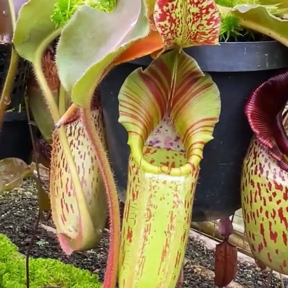 Nepenthes veitchii x maxima Wavey Leaf BE-4061