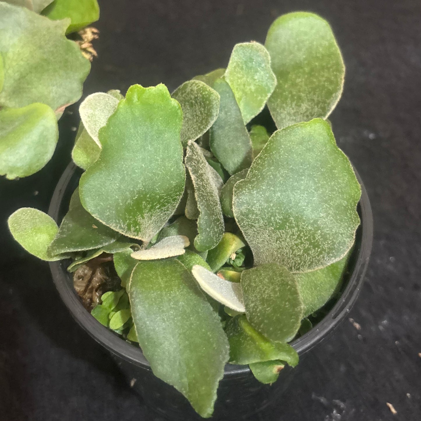 Platycerium Copper Will