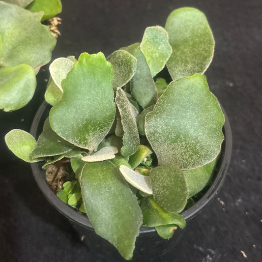 Platycerium Copper Will