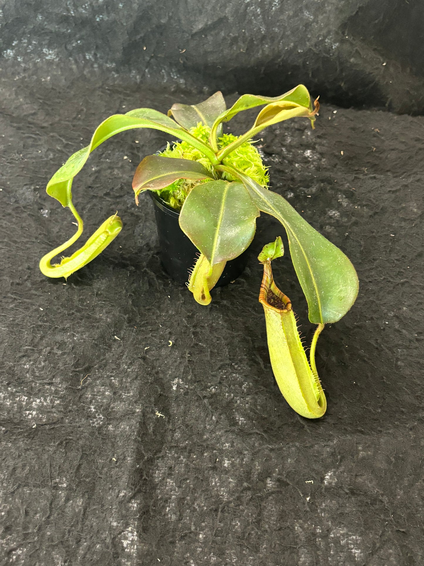 Nepenthes (mollis x veitchii) x maxima Wavy Leaves