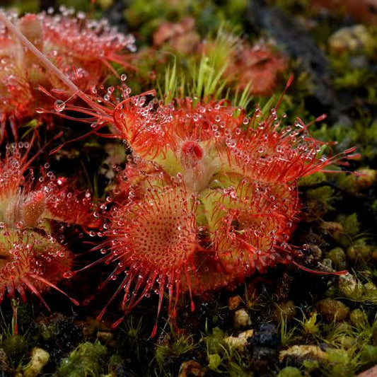 drosera burmannii