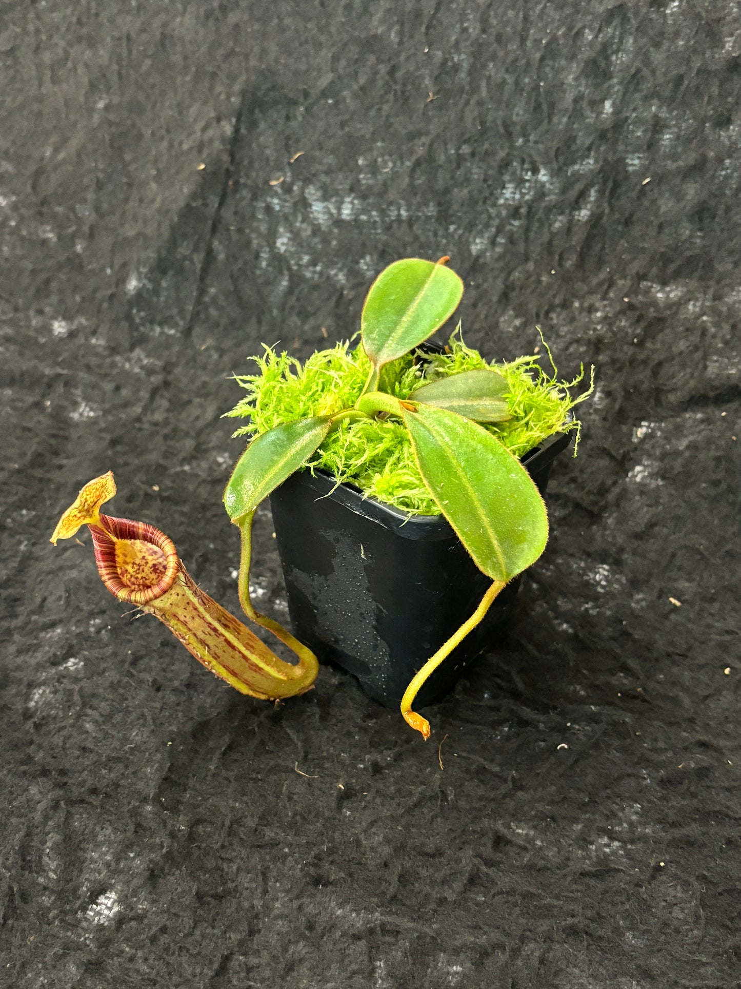 Nepenthes platychila x lowii SG