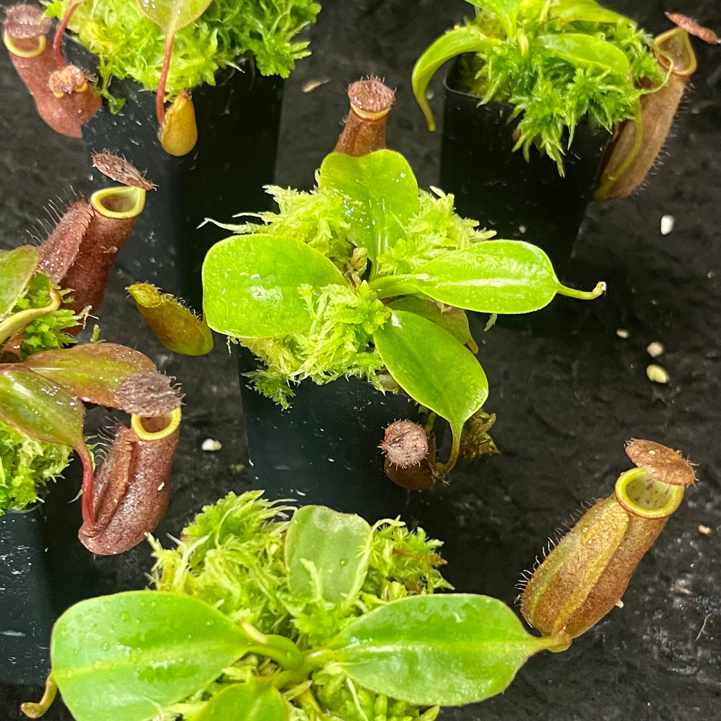 Nepenthes robcantleyi x palawanensis BE-4591