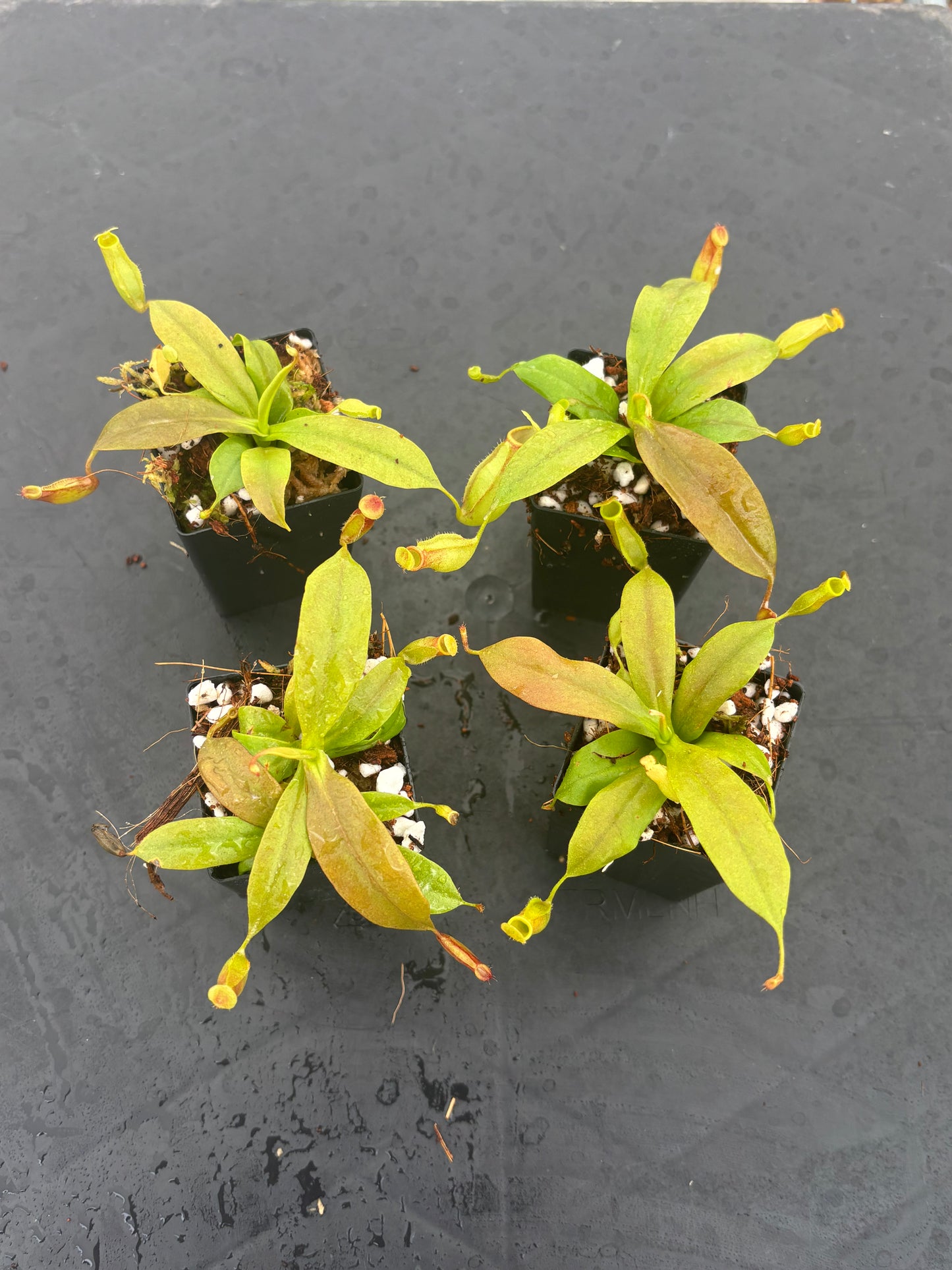Nepenthes St Gaya
