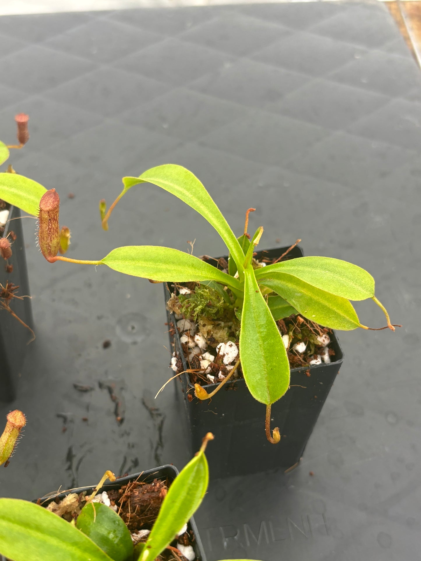 Nepenthes lowii x ventricosa