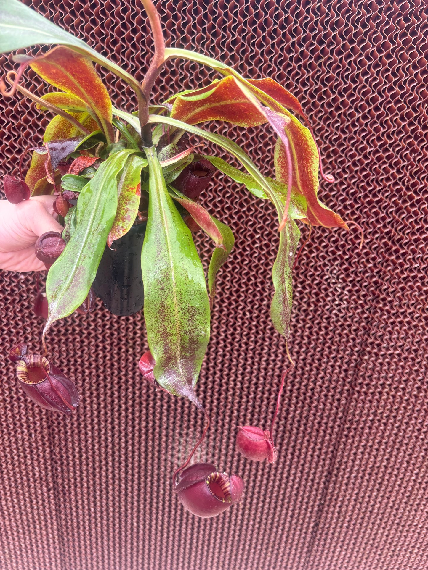 Nepenthes mirabilis var. globosa x ampullaria