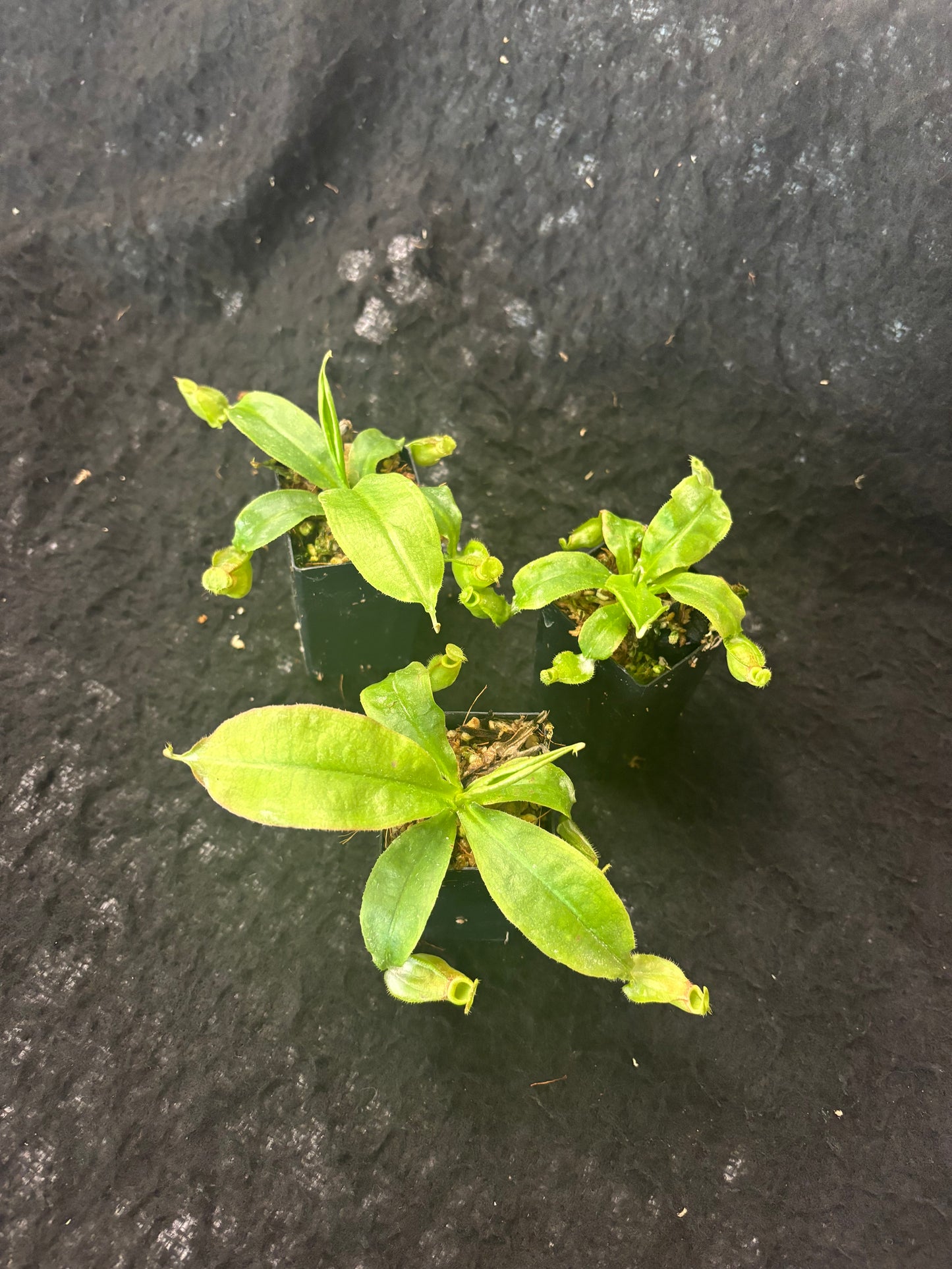 Nepenthes mirabilis winged x (mirabilis winged x ampullaria Red)