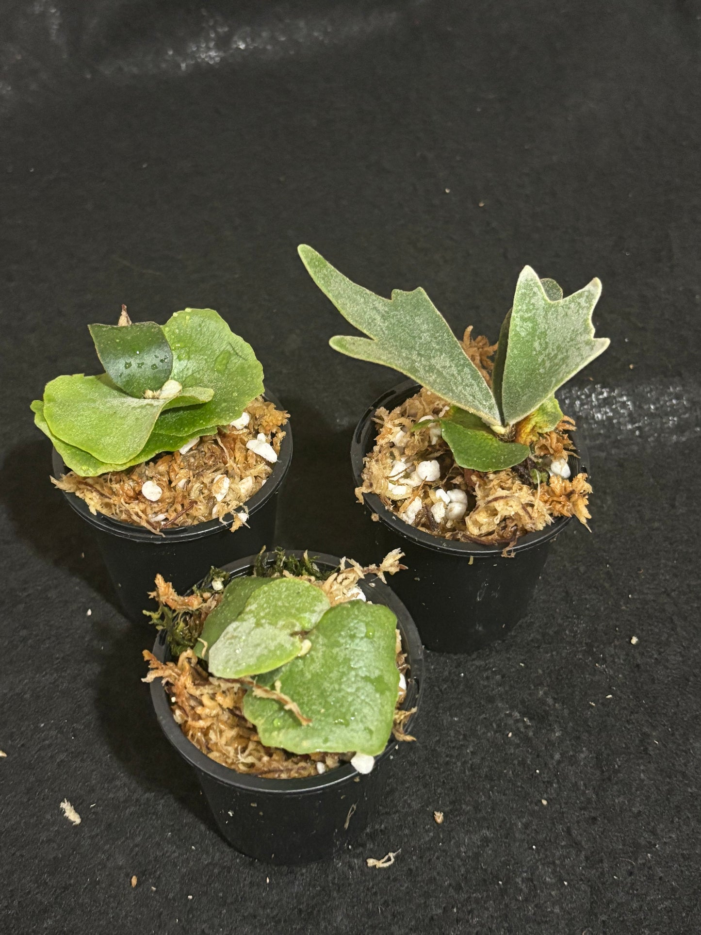 Platycerium OMG