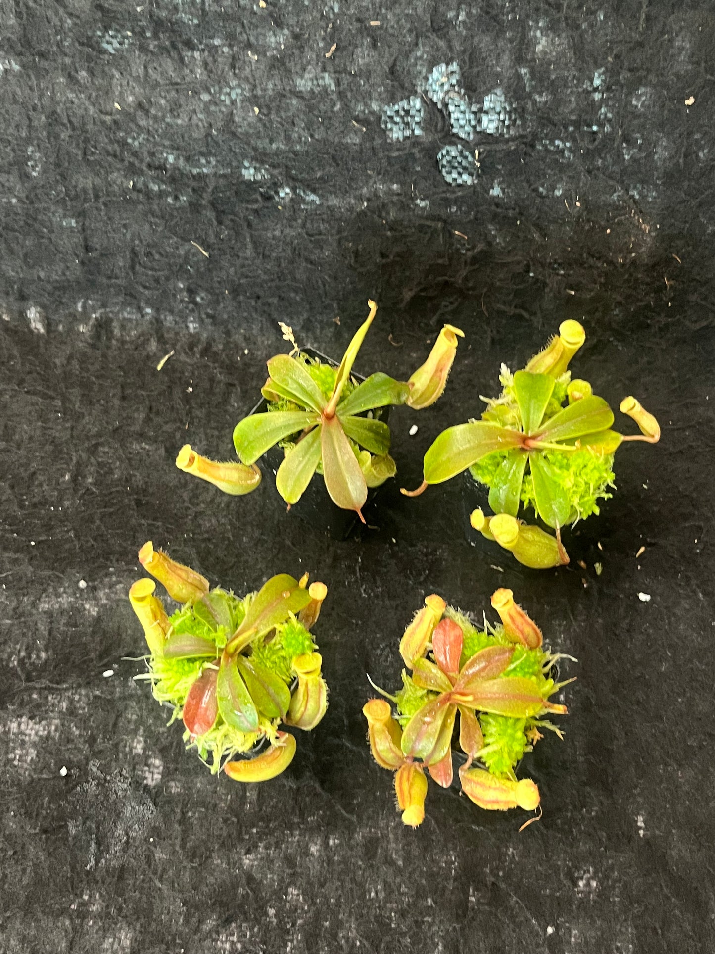 Nepenthes veitchii x ventricosa BE-4500