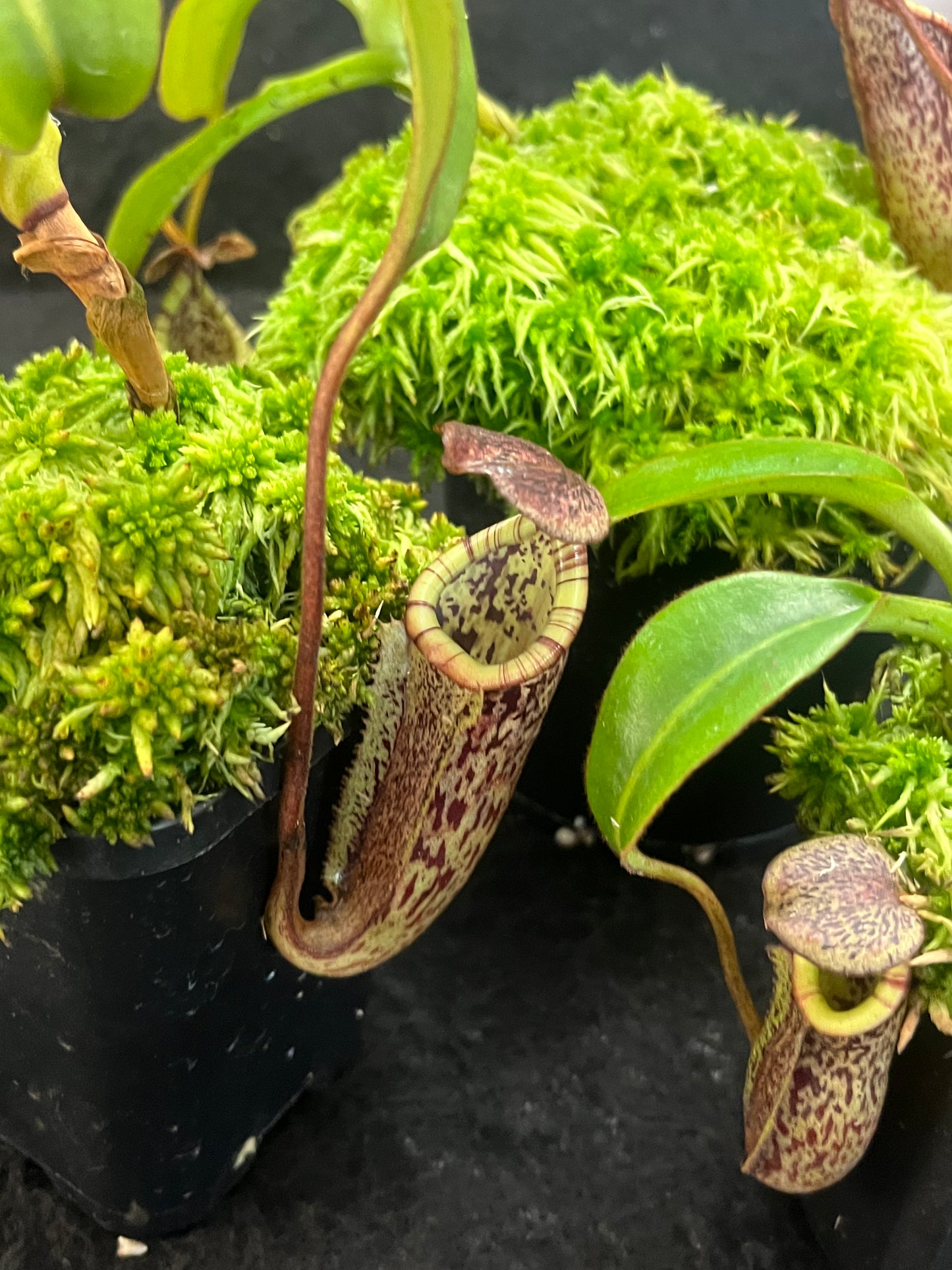 Nepenthes burbidgeae BE-3848