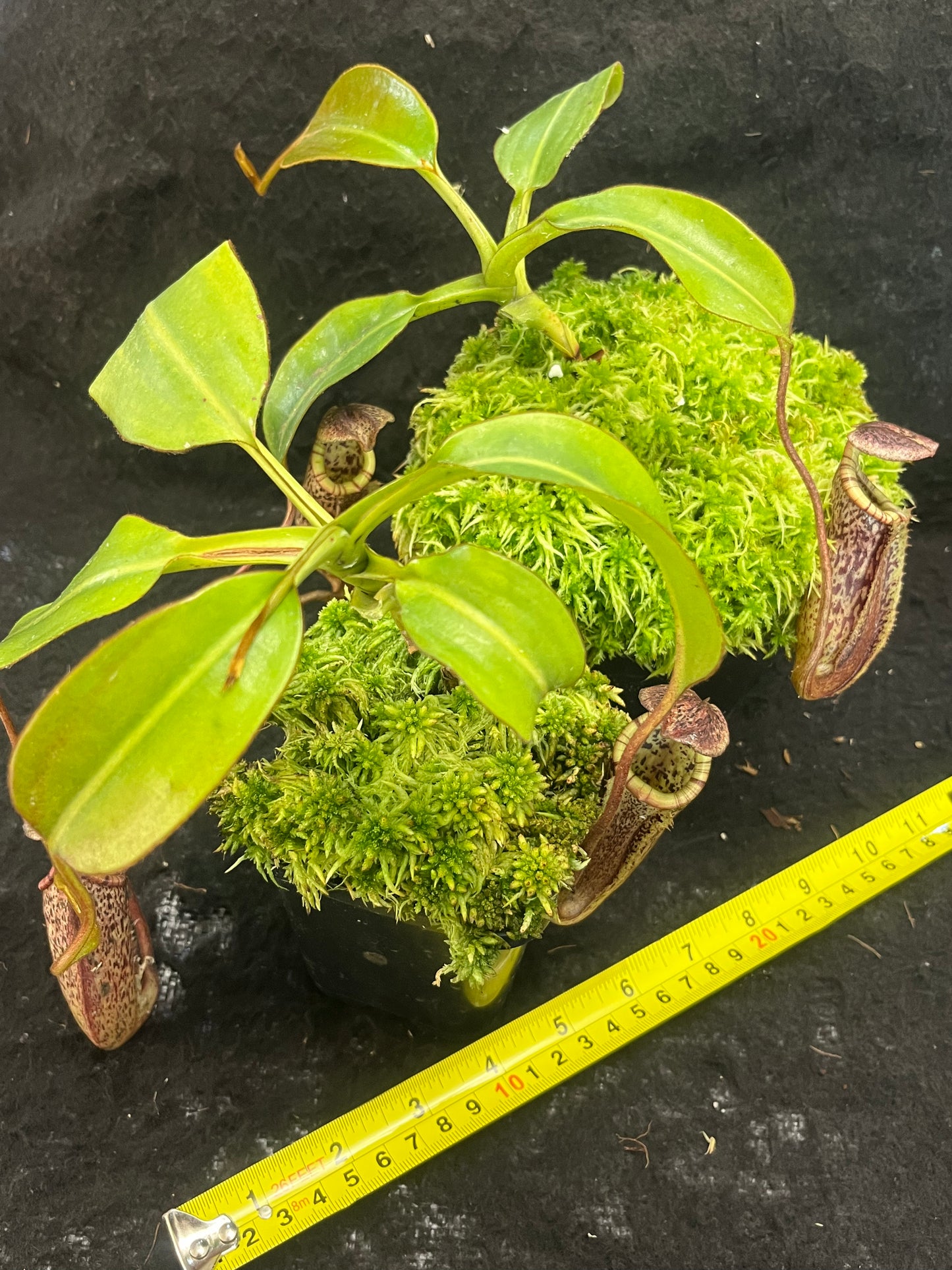 Nepenthes burbidgeae BE-3848