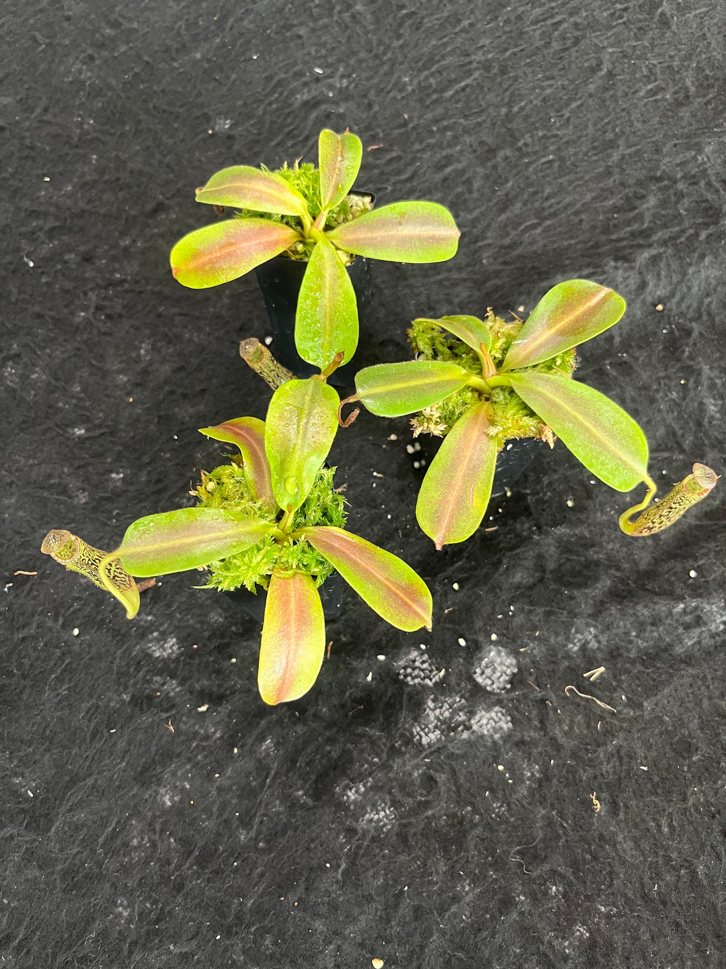 Nepenthes vogelii BE-3256