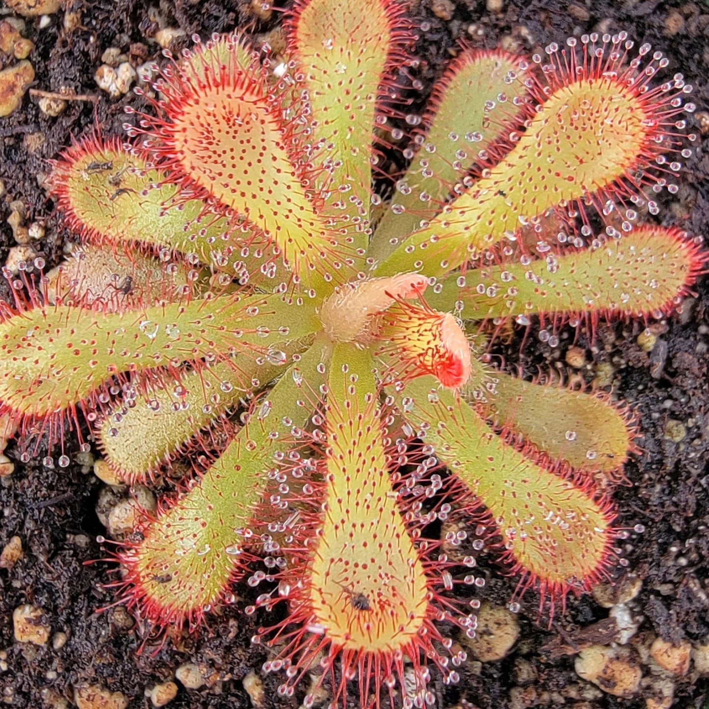 Drosera occidentalis