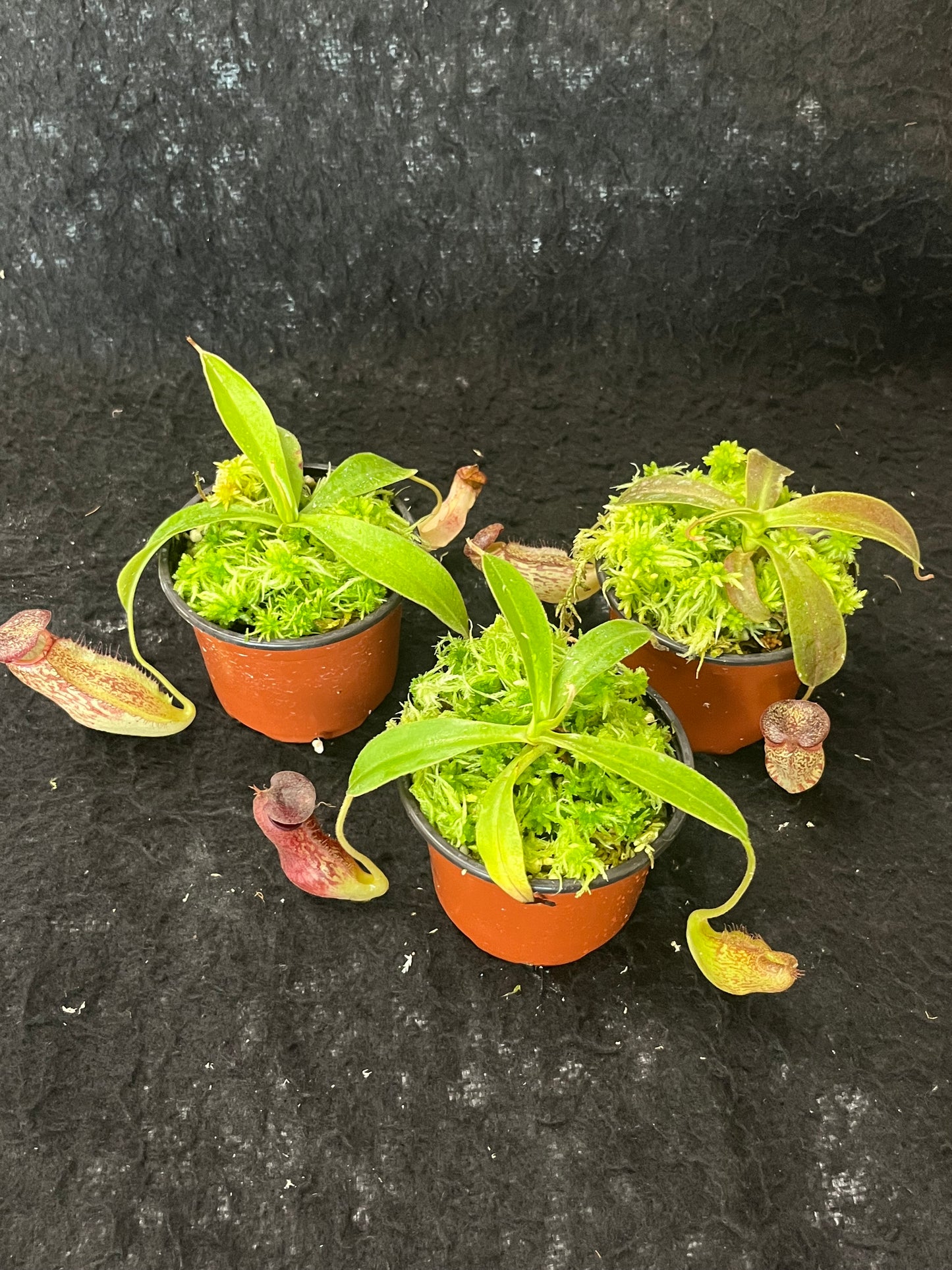 Nepenthes (aristolochioides x spectabilis) x klossii BE-4583