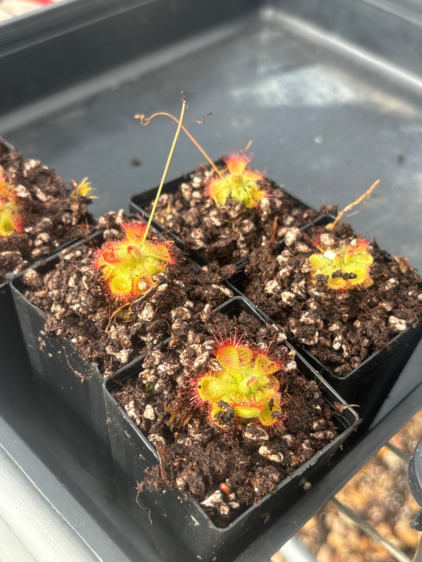 drosera burmannii