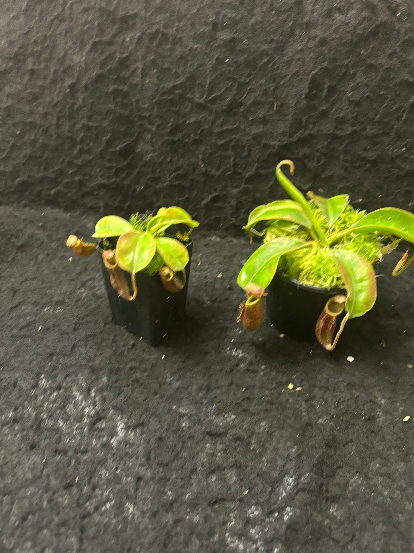 Nepenthes boschiana x mollis