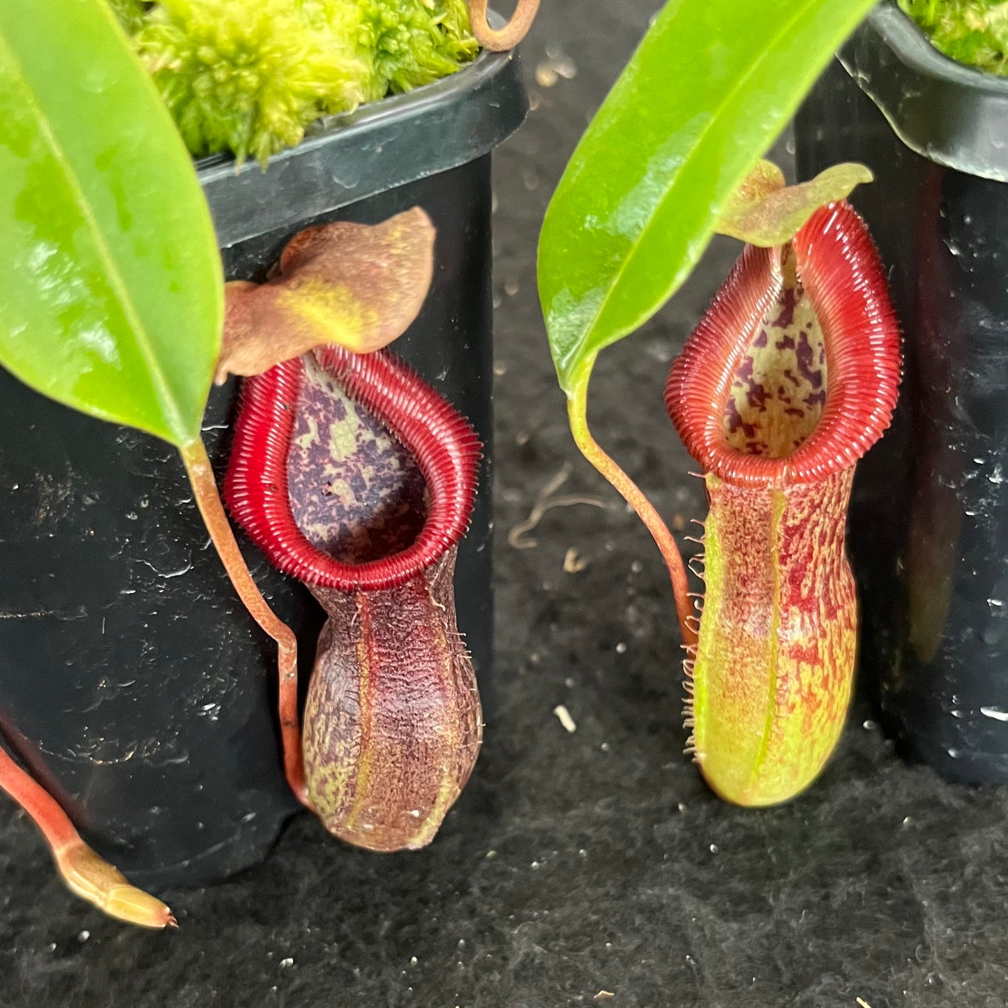 Nepenthes singalana x burkei