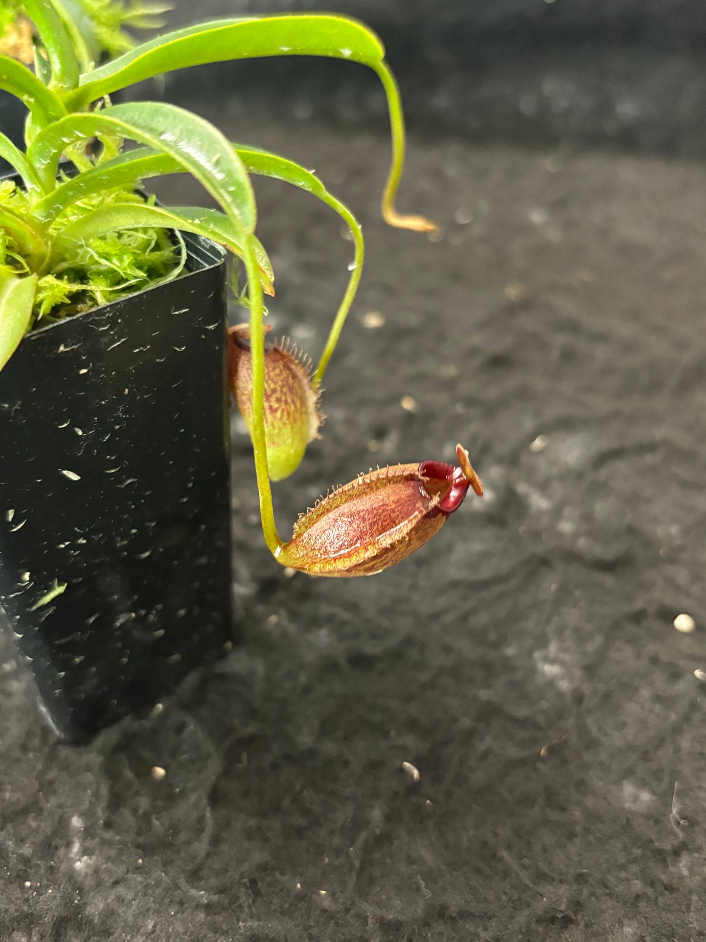 Nepenthes densiflora x aristolochioides BE-4076