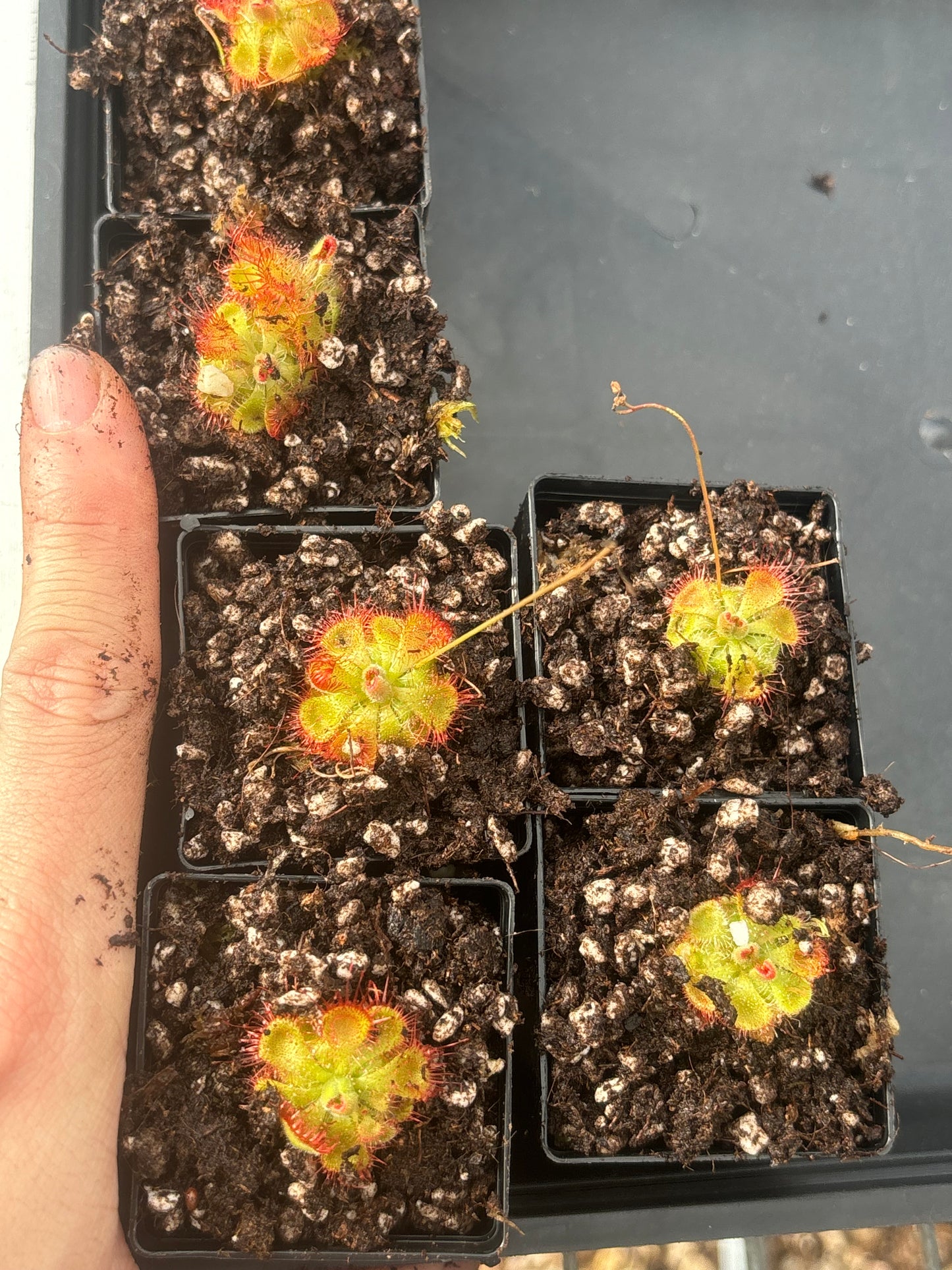 drosera burmannii