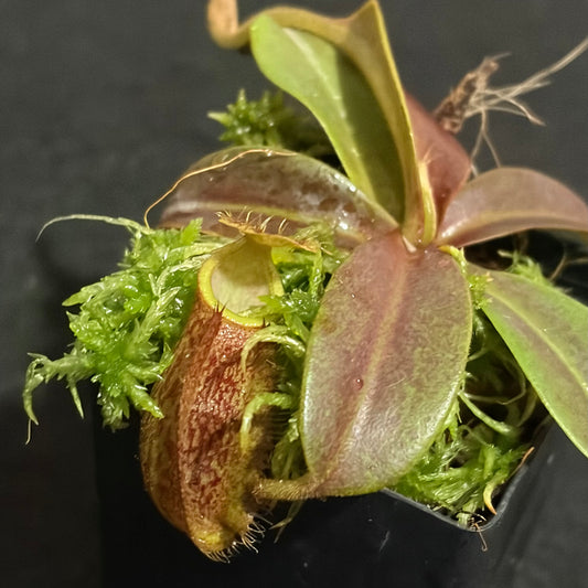 Nepenthes hamata x maxima BE-4689