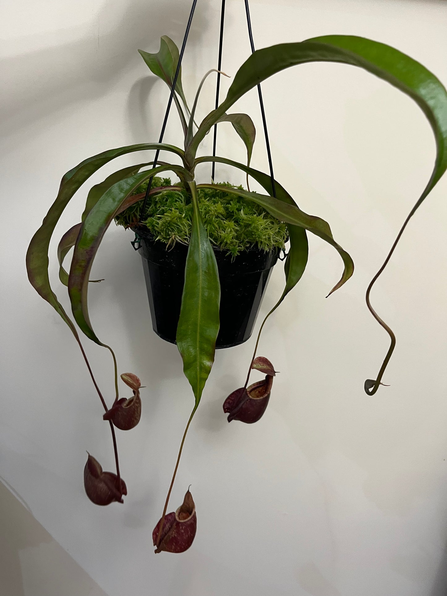 Nepenthes mirabilis var. globosa x rafflesiana SG