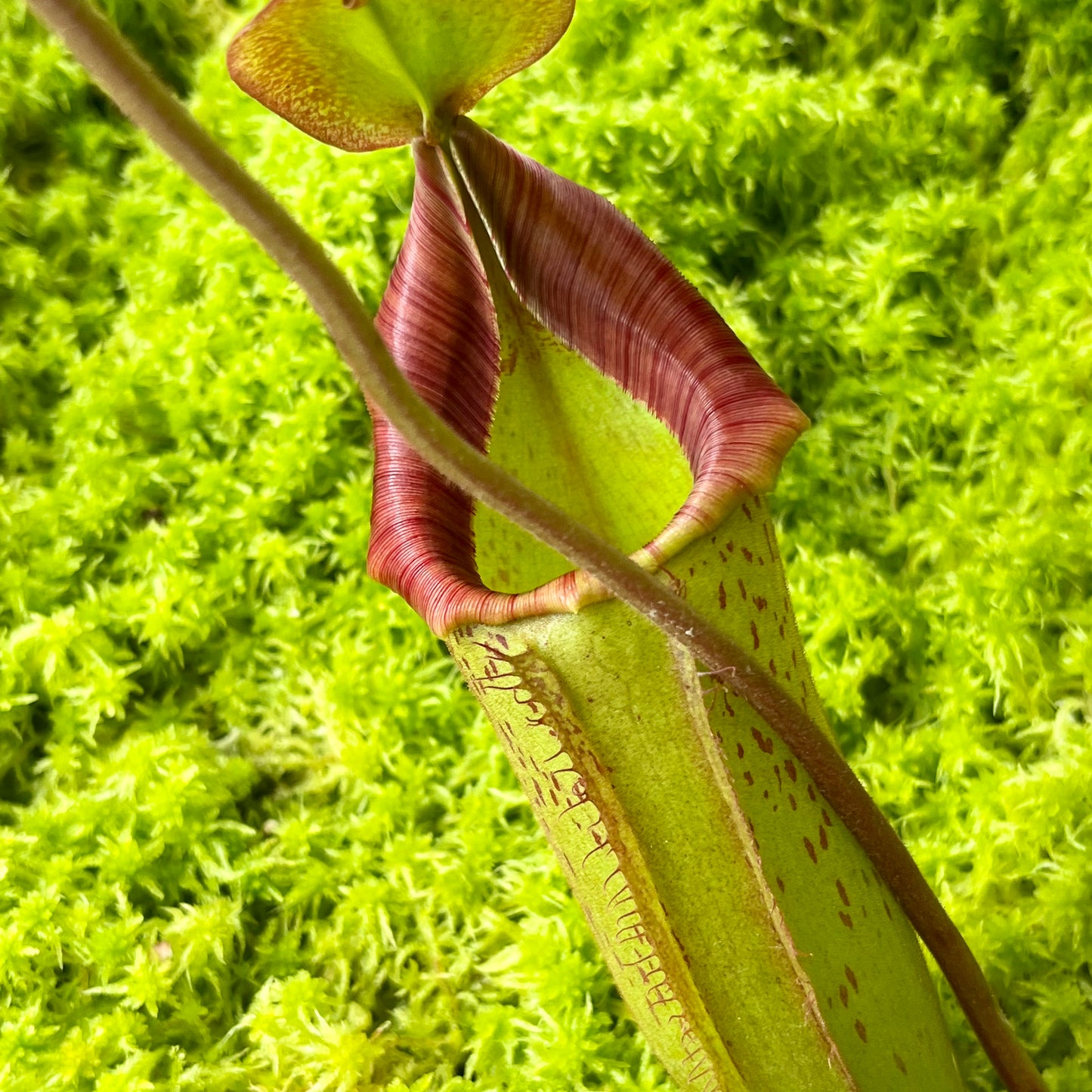 Nepenthes [lowii x (northiana x veitchii)] x (veitchii x burbidgeae) SG