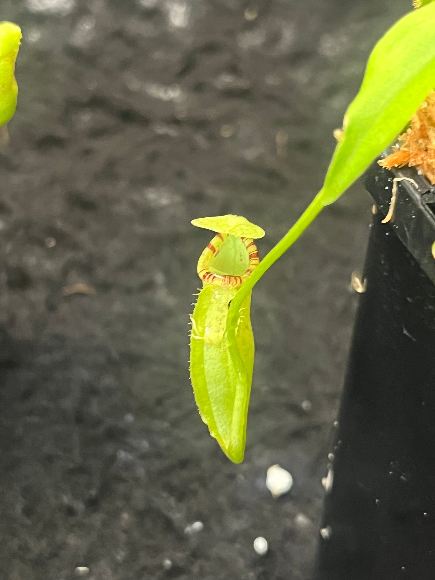 Nepenthes lavicola