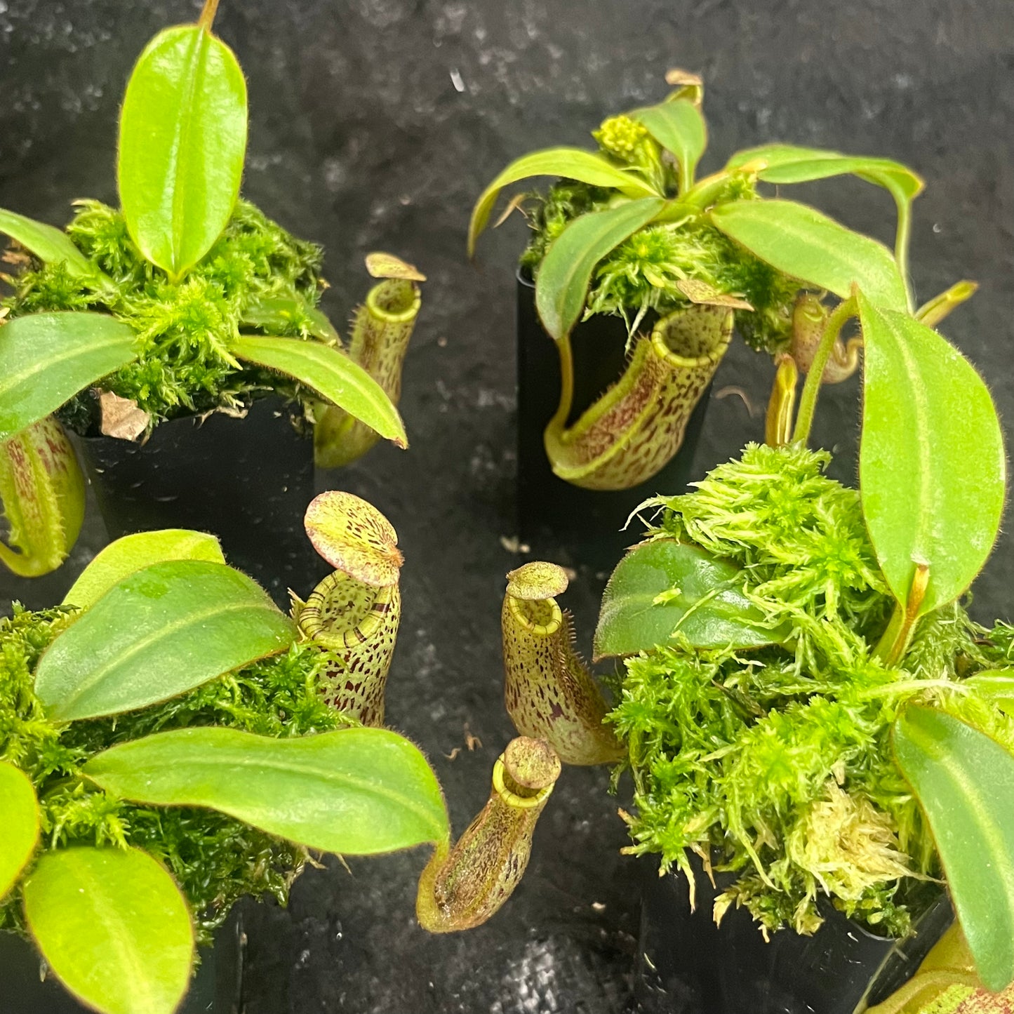 Nepenthes burbidgeae x platychila BE-3886