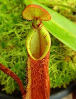 Nepenthes hamata x (lowii x tentaculata) BE-4526