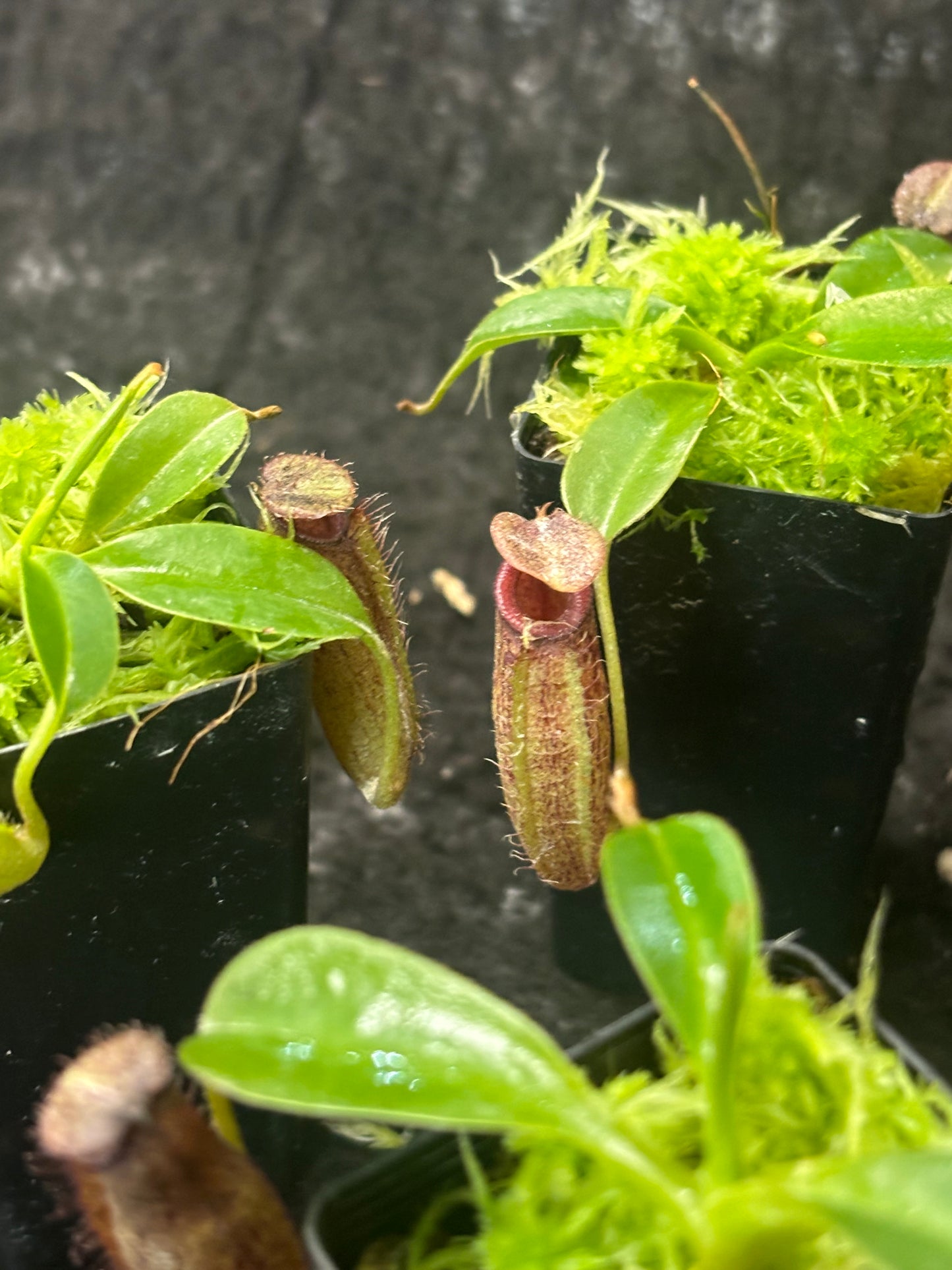 Nepenthes robcantleyi x aristolochioides BE-4036