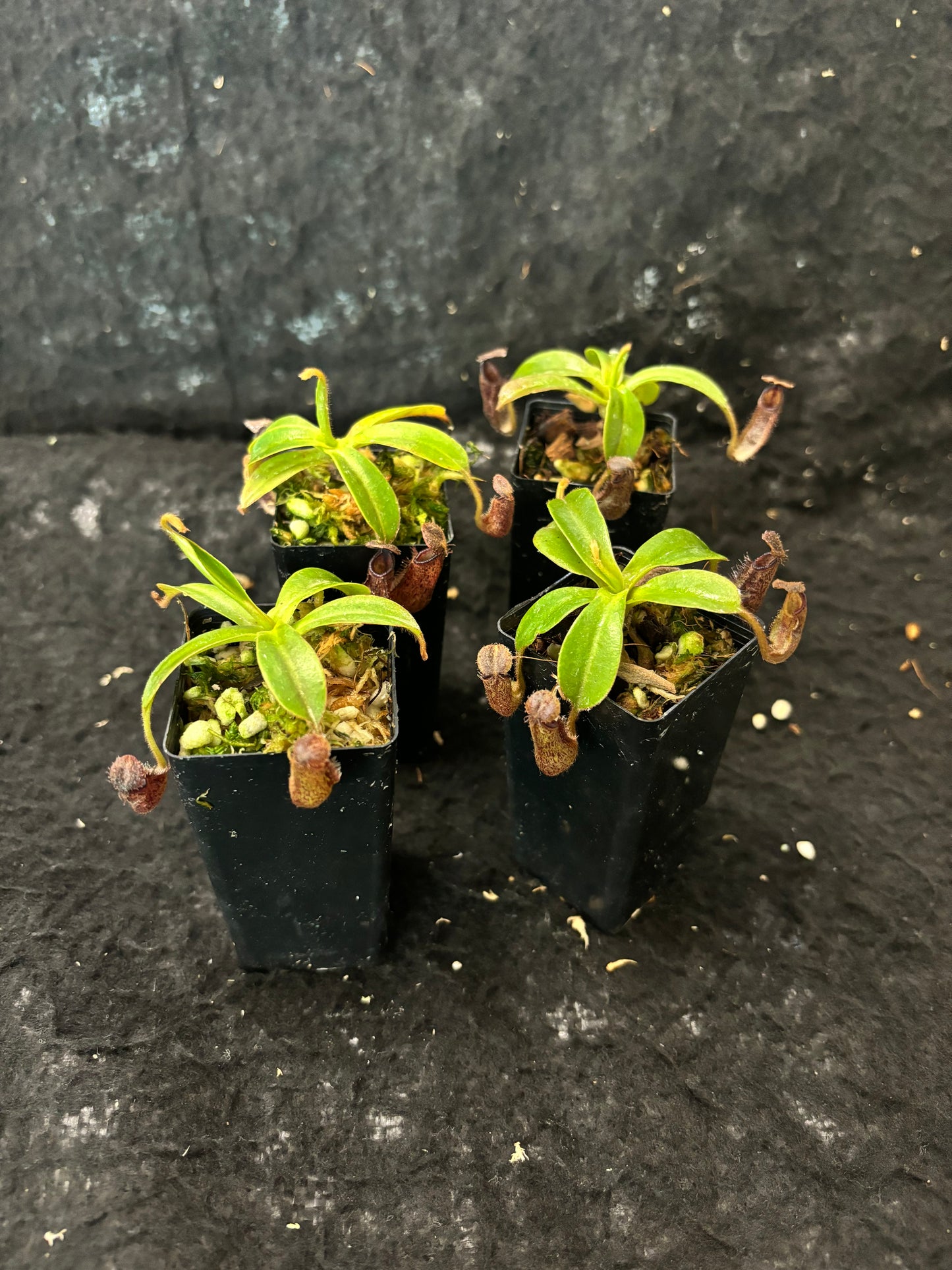 Nepenthes hamata x glandulifera BE-4501