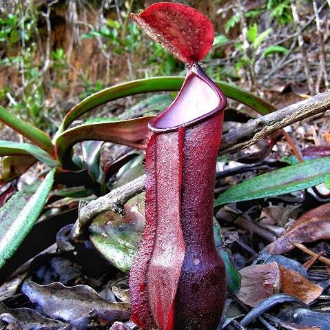 Neoenthes vieillardii