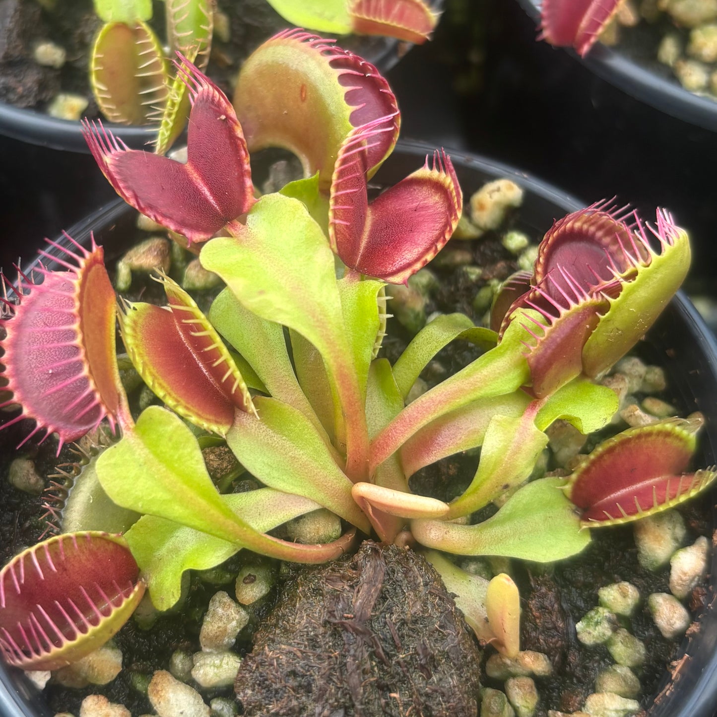 Dionaea muscipula Big Mouth