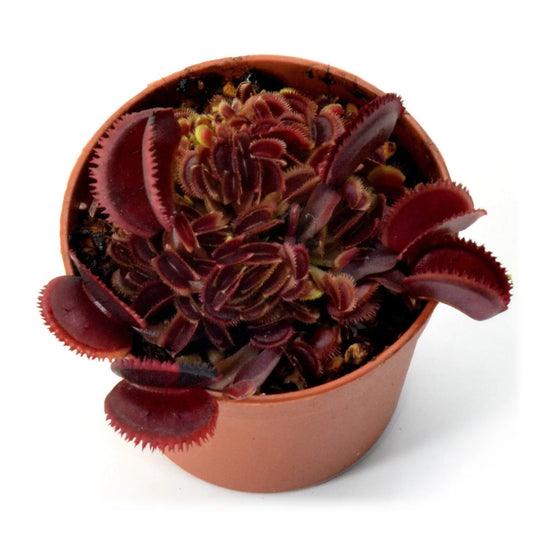 Dionaea muscipula ‘Bohemian Garnet’