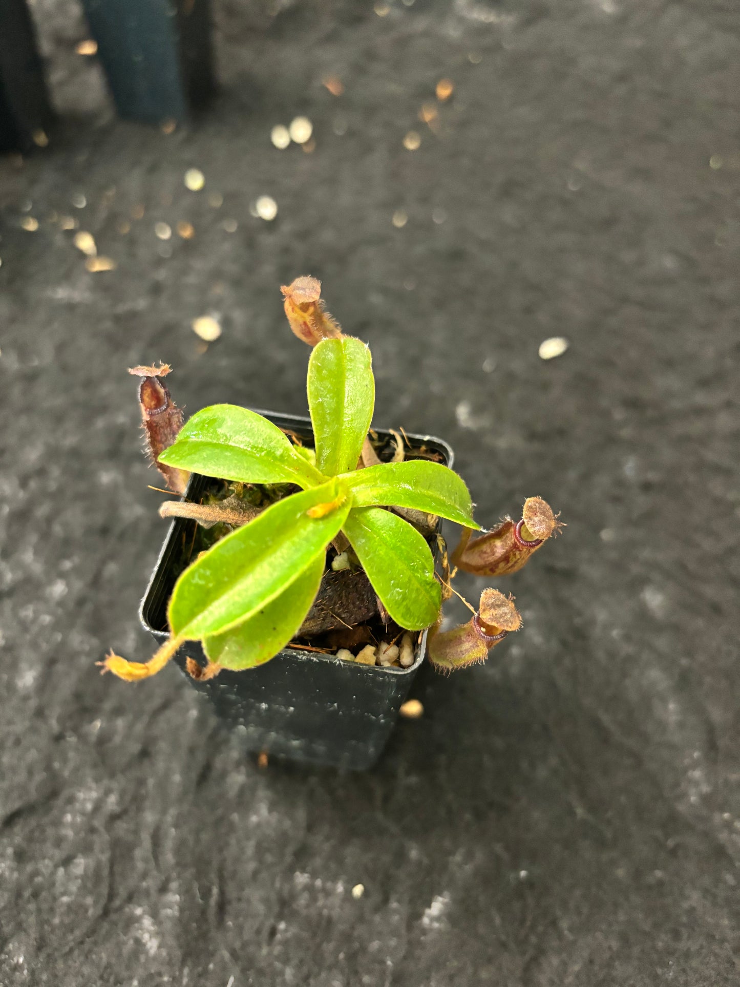 Nepenthes hamata x glandulifera BE-4501