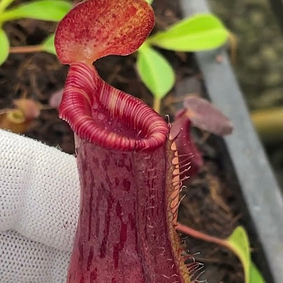 Nepenthes burkei x lowii BE-4669