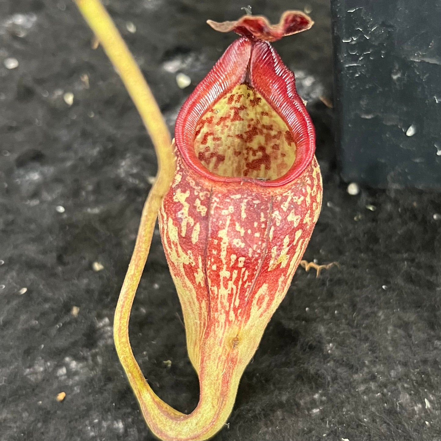 Nepenthes talangensis x maxima