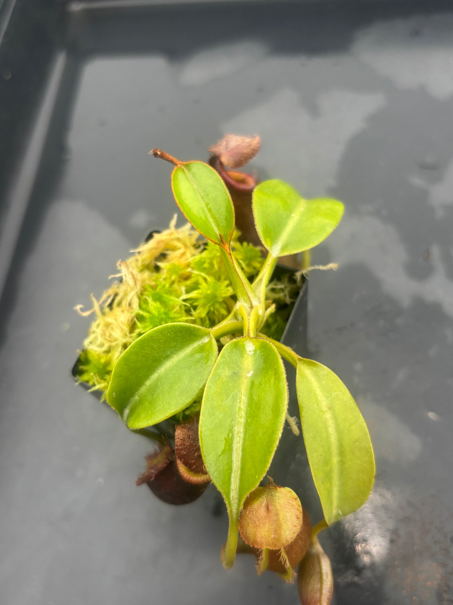 Nepenthes trusmadiensis x robcantleyi BE-4022