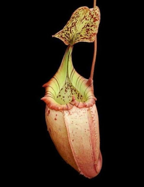 Nepenthes burbidgeae x veitchii BE-3723