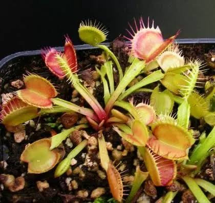 Dionaea muscipula 'Red and fused tooth