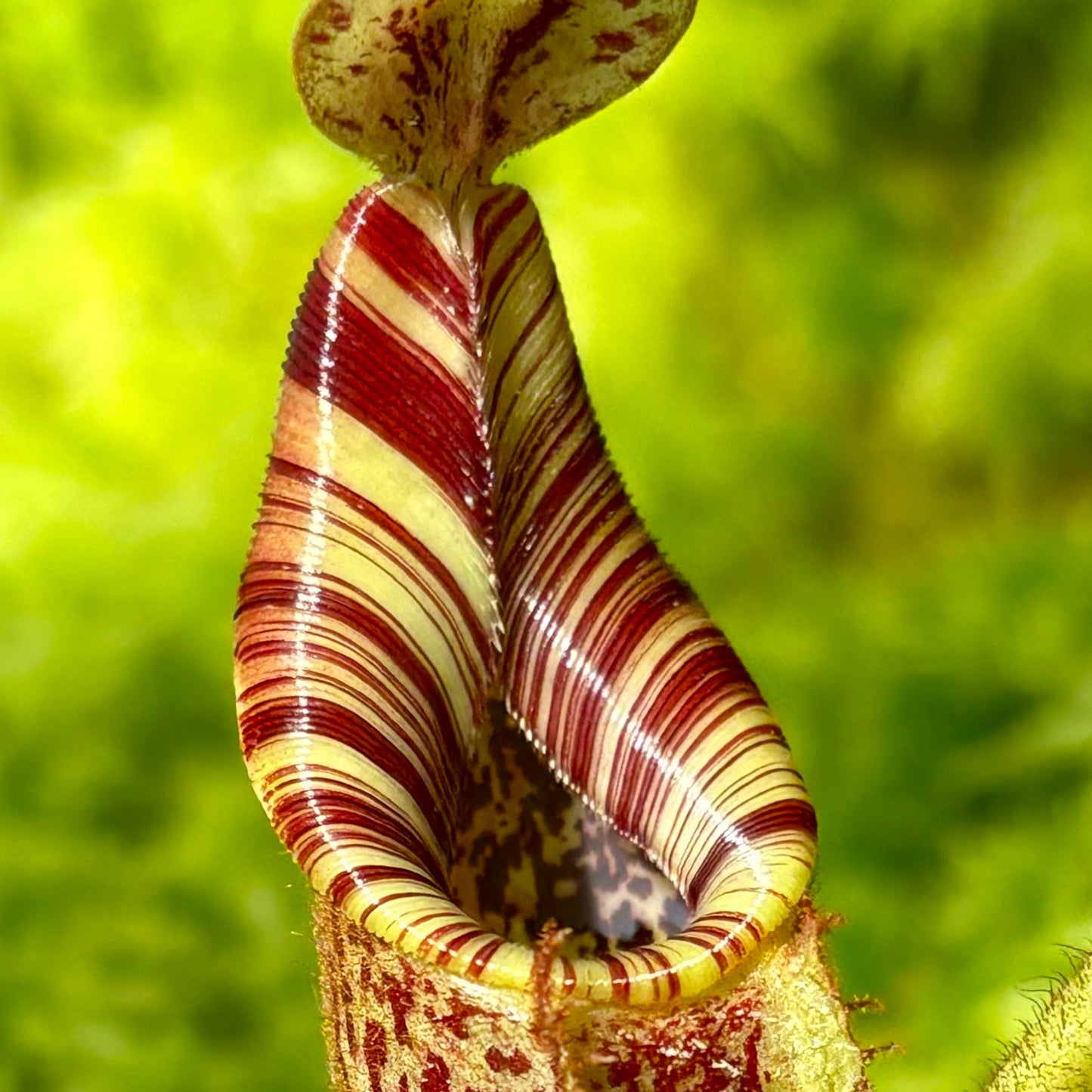 Nepenthes (burbidgeae x veitchii) x mollis