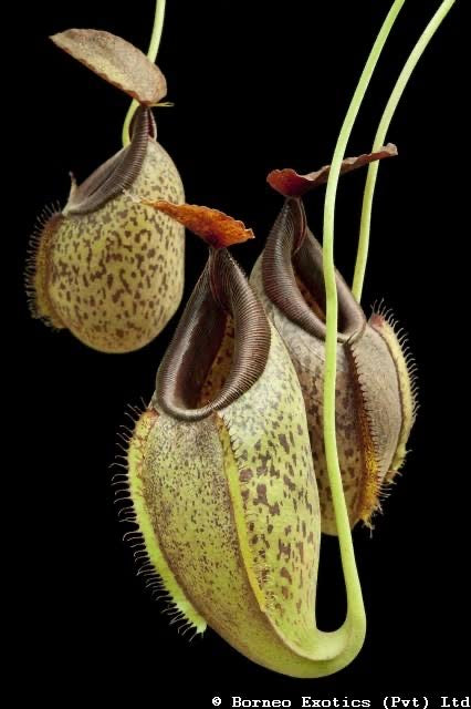 Nepenthes spathulata x aristolochioides BE-4077