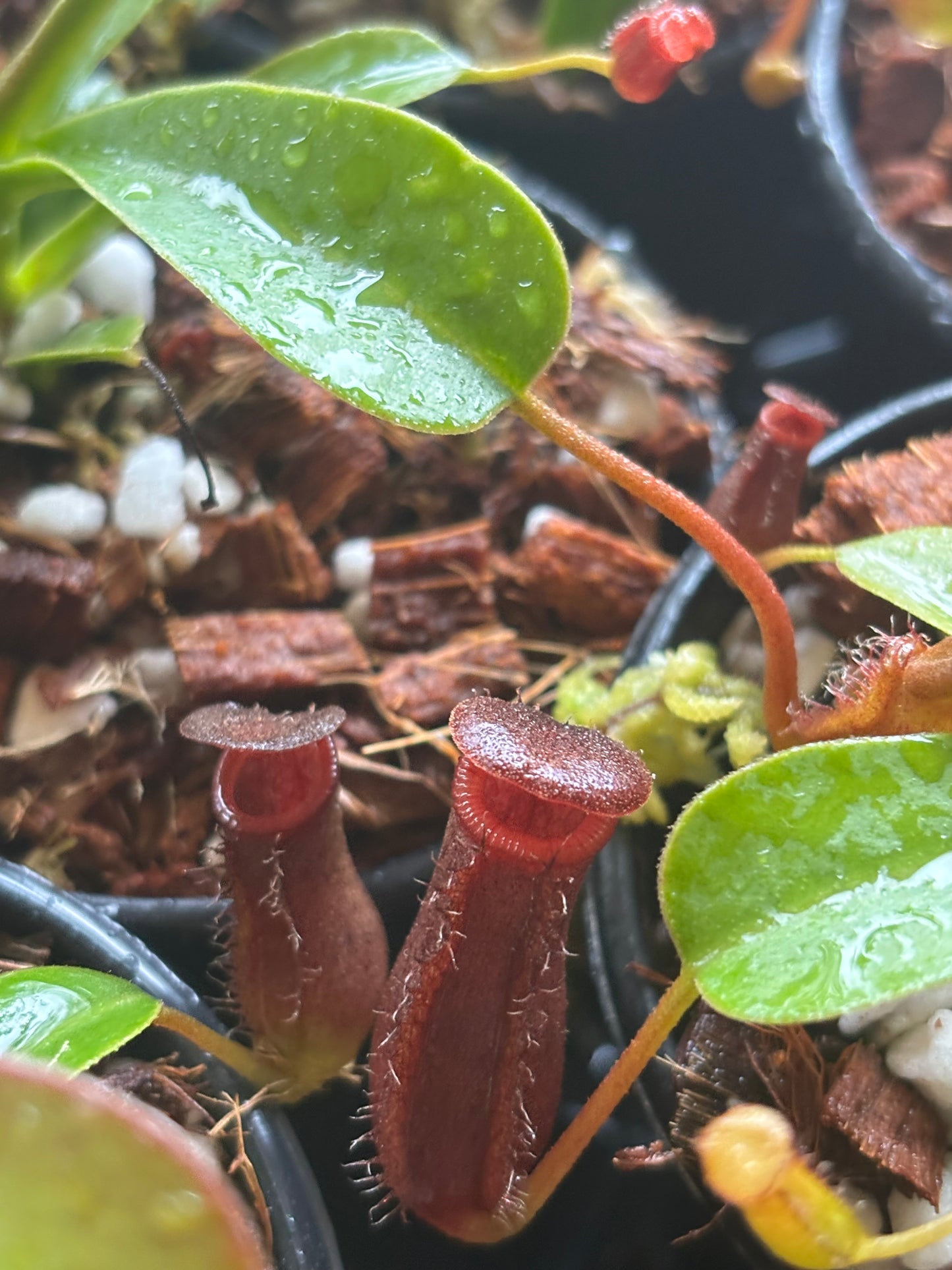 Nepenthes lowii x ventricosa