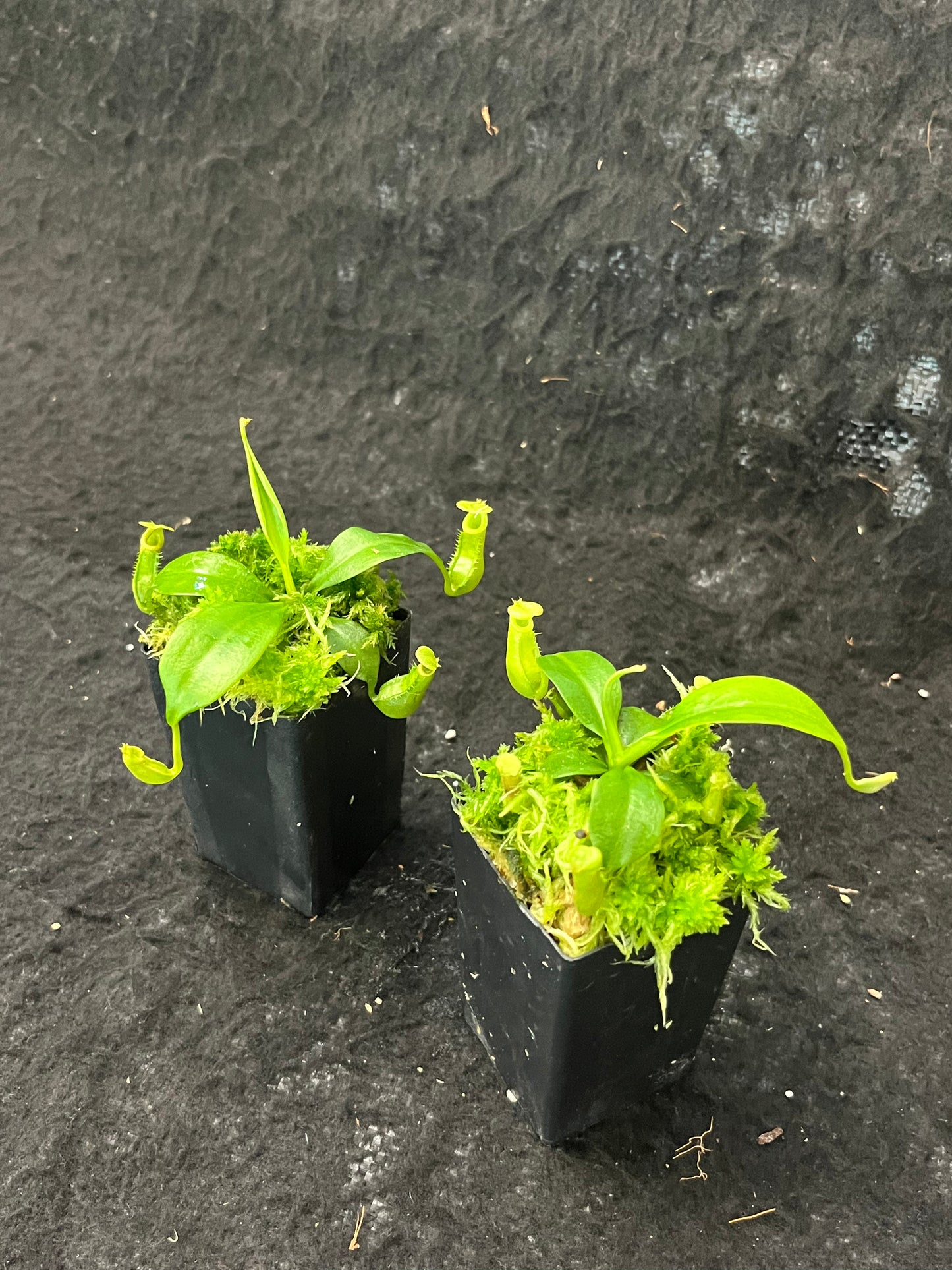 Nepenthes bicalcarata