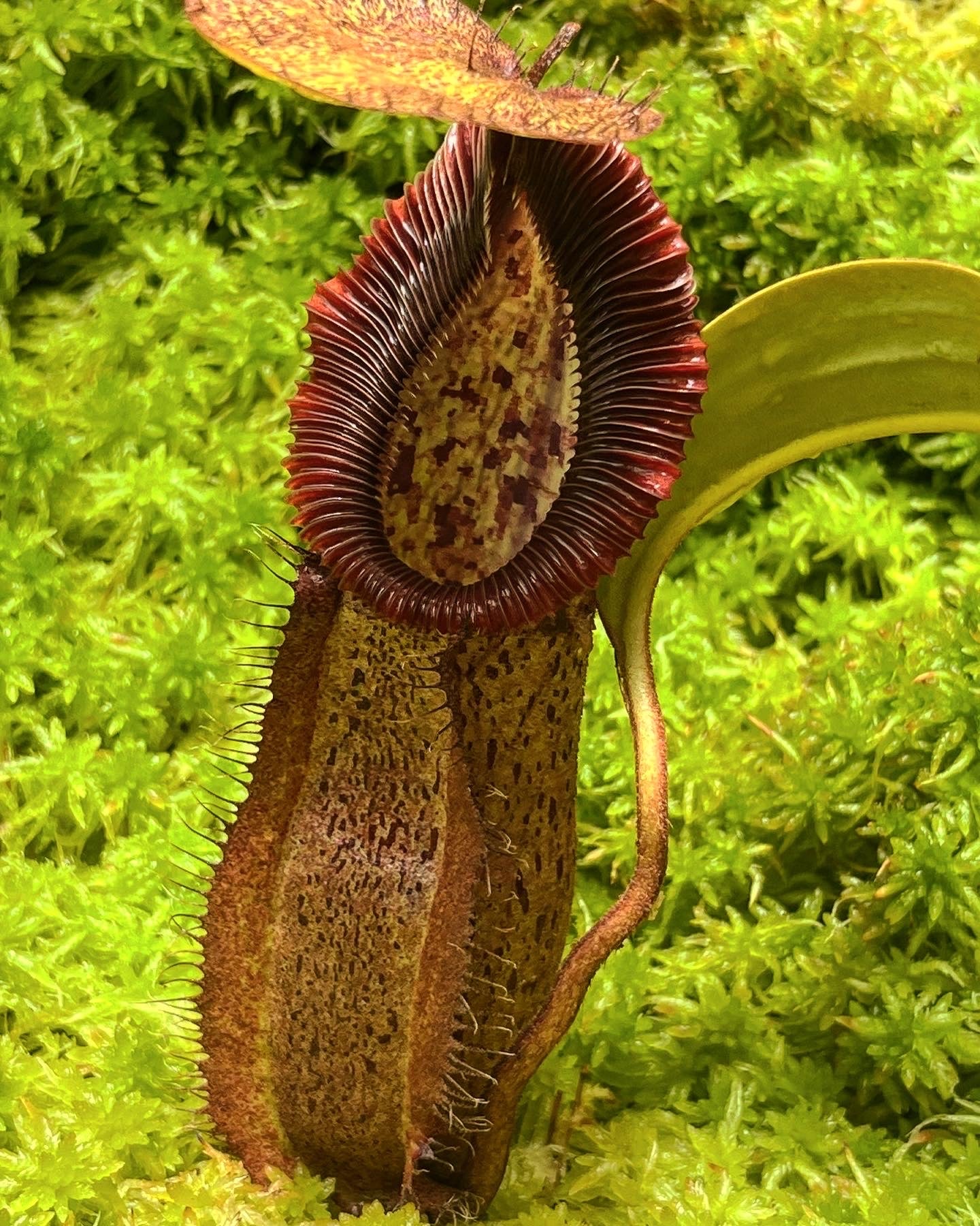 Nepenthes robcantleyi x hamata BE-3958