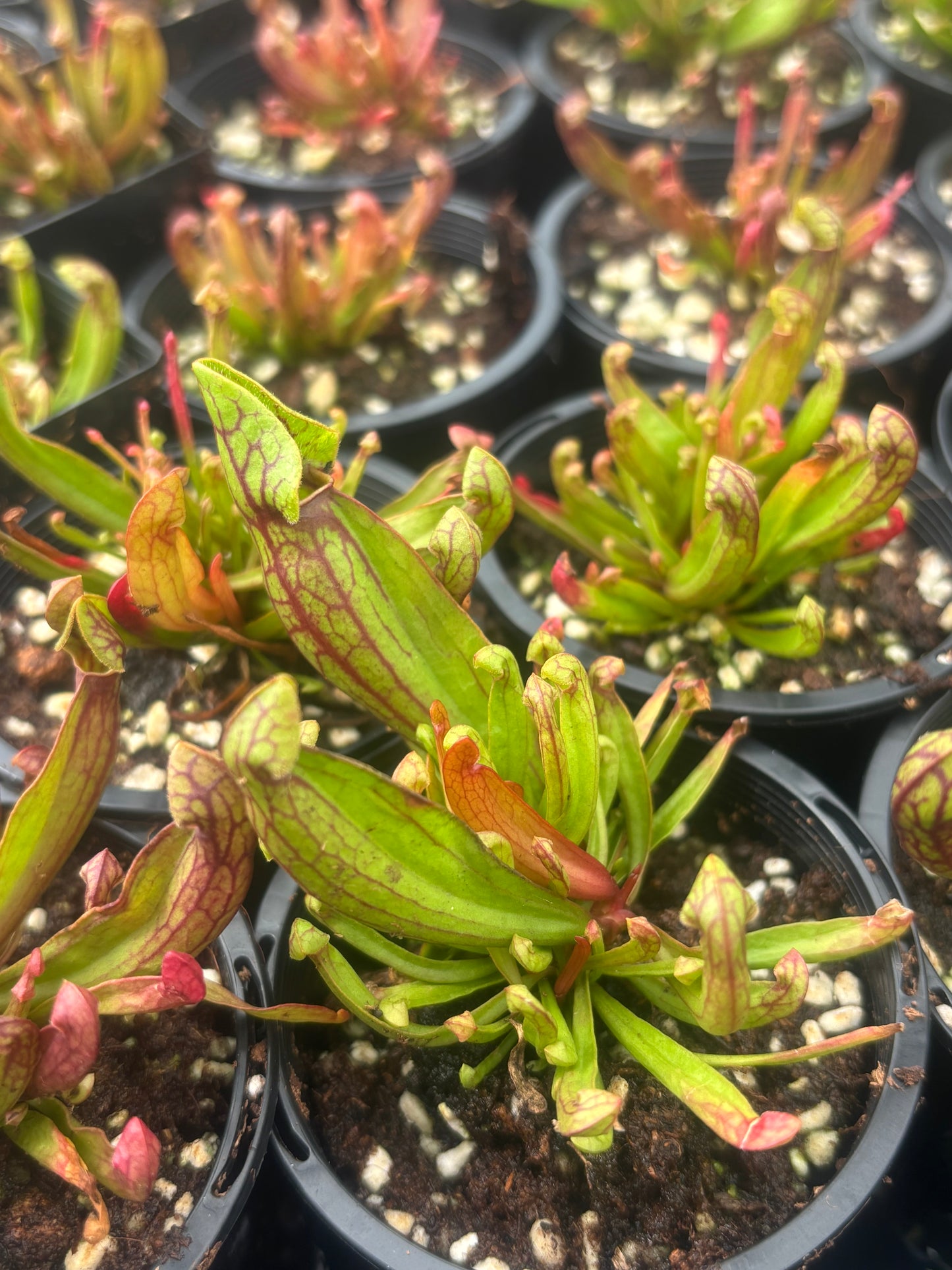 Sarracenia purpurea