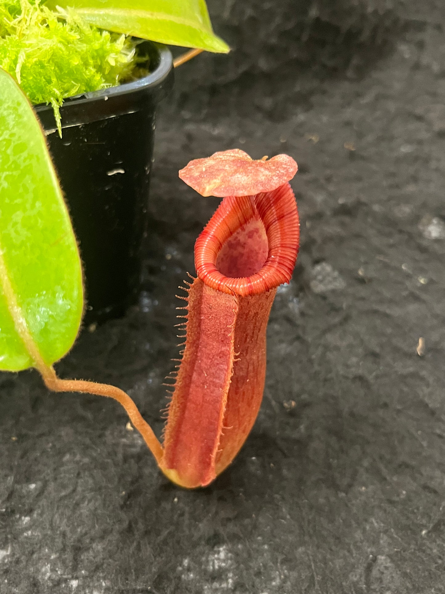 Nepenthes (veitchii x lowii) x (burbidgeae x edwardsiana) BE-3980