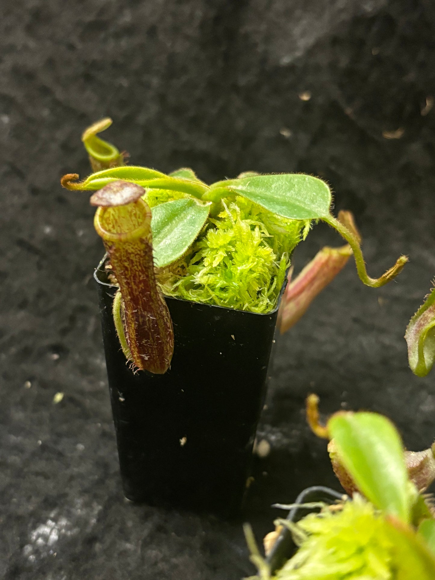 Nepenthes (veitchii x lowii) x platychila, BE-3920