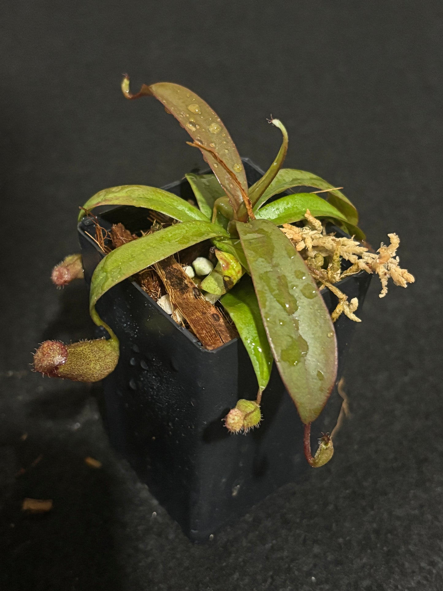 Nepenthes Rebecca Soper