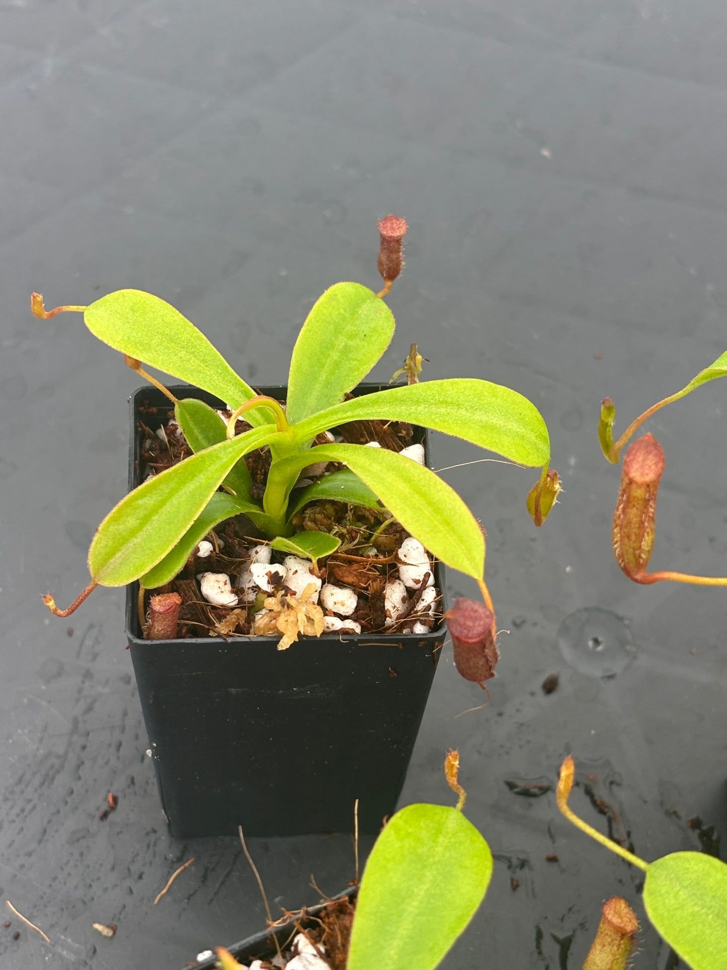 Nepenthes lowii x ventricosa